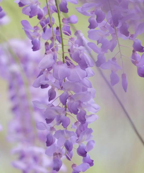 紫色的花代表什么寓意？紫色花卉在不同文化中的含义是什么？