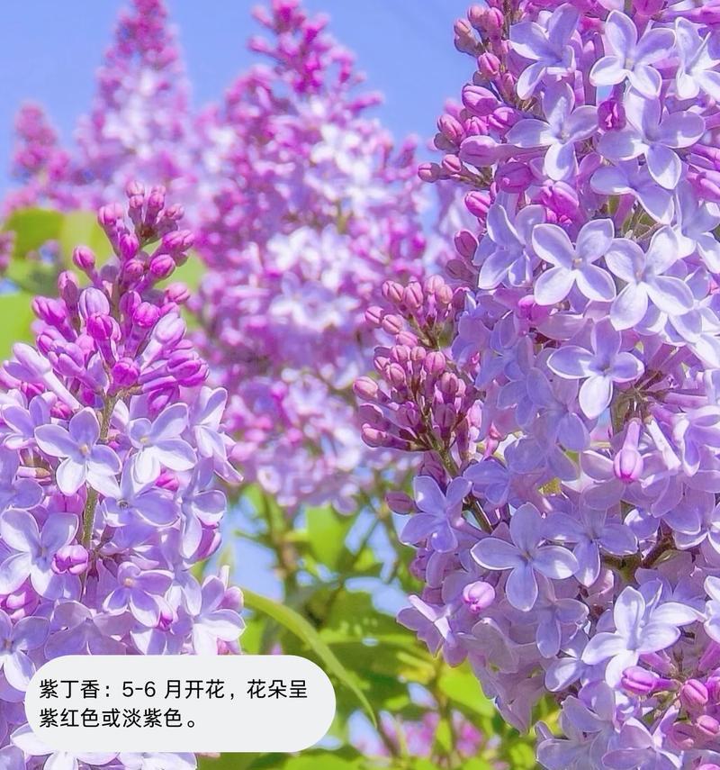 紫色的花代表什么寓意？紫色花卉在不同文化中的含义是什么？