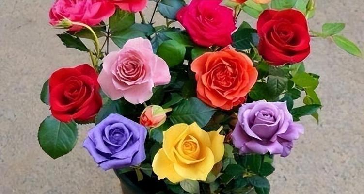 送紫红色花通常表达什么情感？