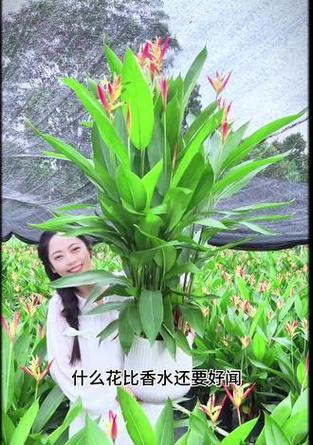 富贵鸟花象征着什么？它的寓意有哪些？