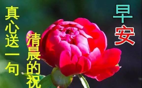 花的寓意象征祝福语句子有哪些？如何用花的寓意表达祝福？