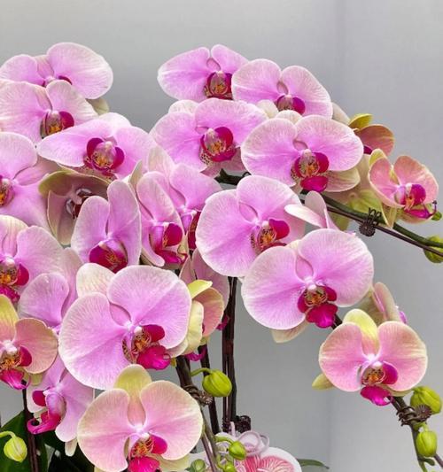 哪些花象征等待爱情？它们的寓意是什么？