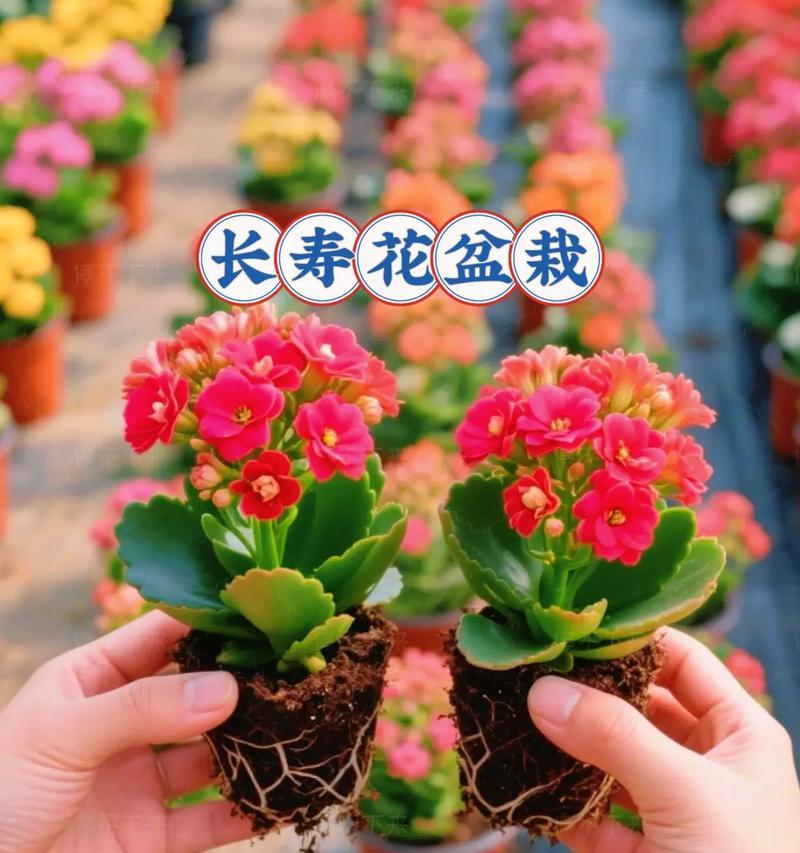 长寿花在唐卡中的象征意义是什么？