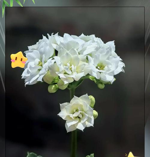 长寿花在唐卡中的象征意义是什么？