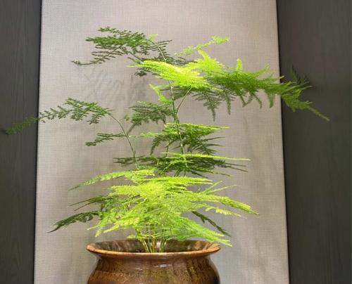 杯花如何象征学业进步？它们的寓意是什么？