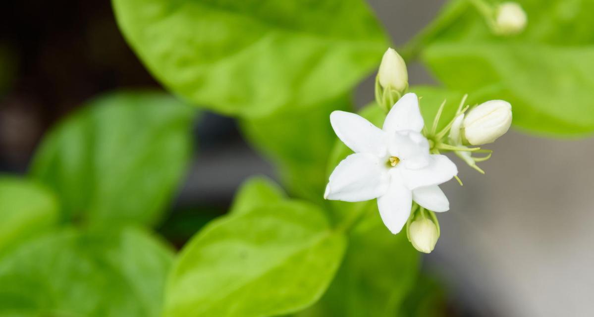 儿童节送茉莉花代表什么？儿童节送茉莉花的寓意是什么？