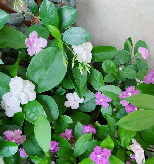 儿童节送茉莉花代表什么？儿童节送茉莉花的寓意是什么？