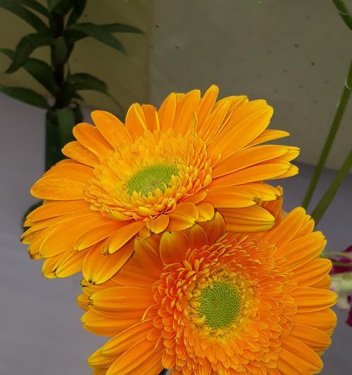 哪种花寓意着对方快乐？
