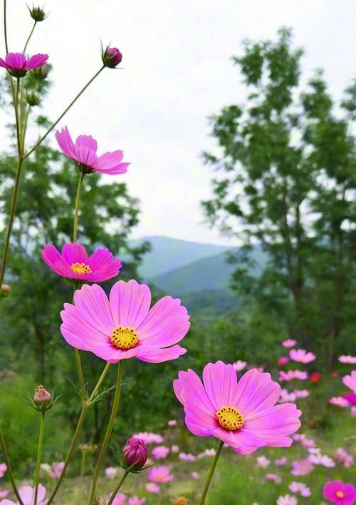 哪种花寓意着对方快乐？
