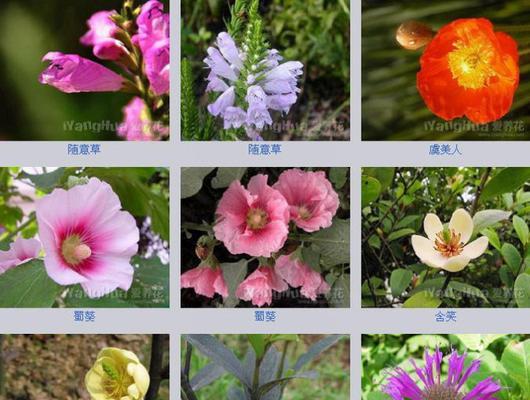 微信网名中哪些花象征好运？如何用花名寓意好运？
