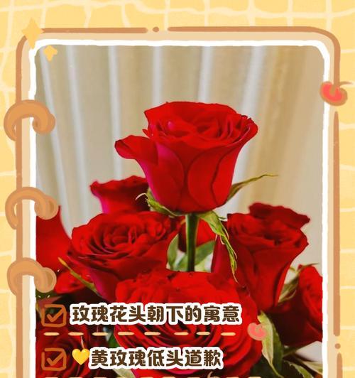 黄色玫瑰花送给爸爸有何寓意？代表了怎样的情感？