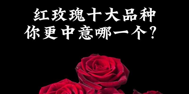 穿红色衣服的玫瑰花有何寓意？红色玫瑰花的象征意义是什么？