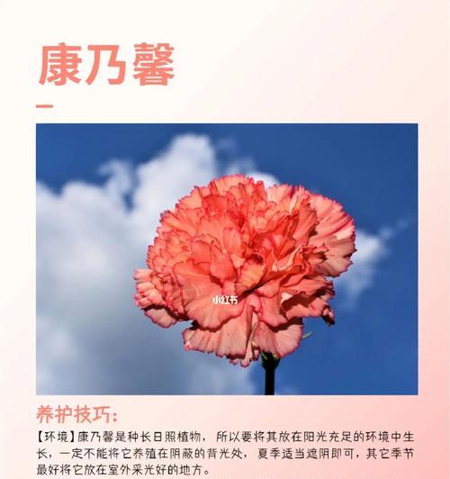 康乃馨花各种颜色分别代表什么？它们的意义是什么？