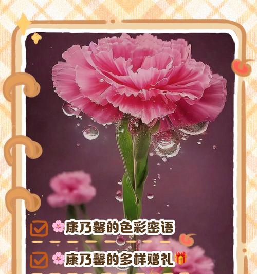 康乃馨花各种颜色分别代表什么？它们的意义是什么？