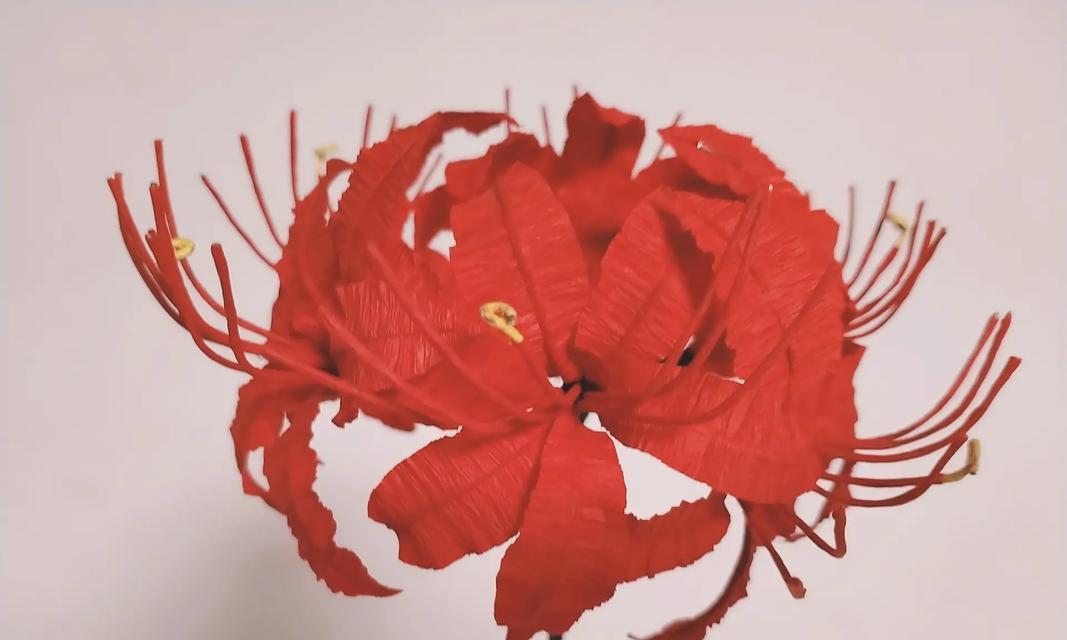 红色花为何寓意招财聚财？