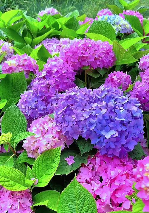 哪种花寓意找到幸福？幸福花语的解释是什么？