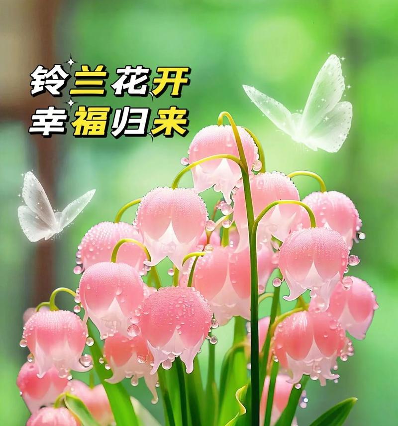 哪种花寓意找到幸福？幸福花语的解释是什么？