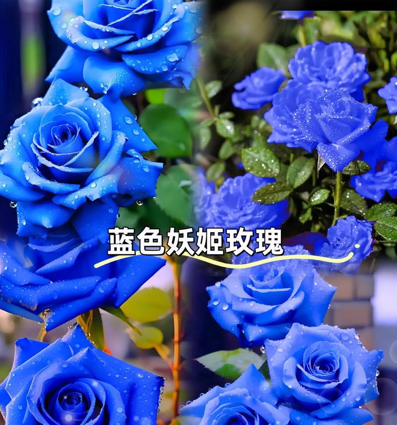 蓝色妖姬做手捧花的寓意是什么？蓝色妖姬花语解读？