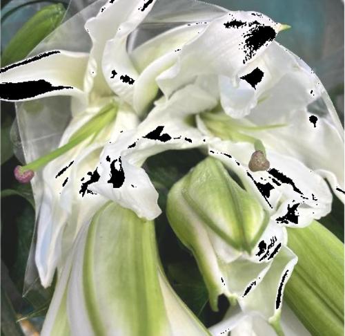 白色花系通常代表什么？它们的寓意是什么？