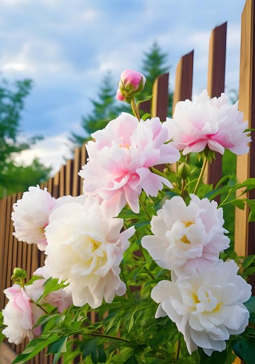哪些花朵象征爱情？爱情花的花语是什么？