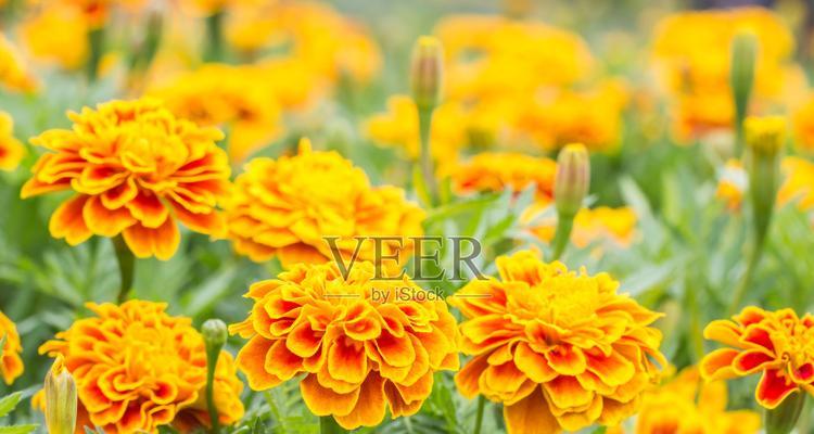 橙色花朵代表什么？哪些花象征温暖？
