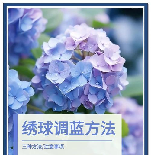 蓝色花代表什么？它们的象征意义有哪些？