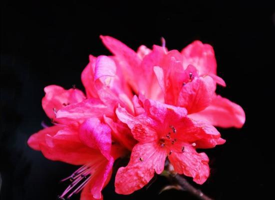 红色杜娟花的寓意是什么？它象征着什么？