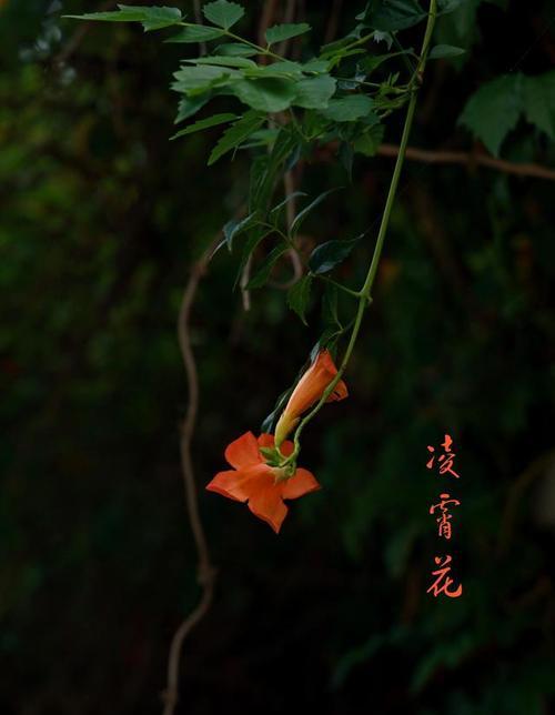 黑色花朵代表什么？黑色花有不好的寓意吗？