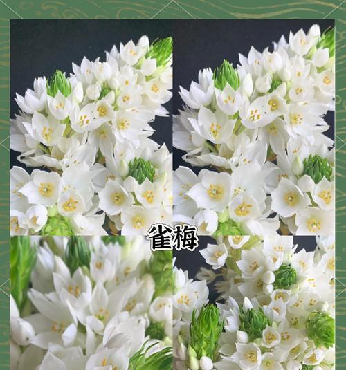 白色花的寓意含义是什么？象征着什么？