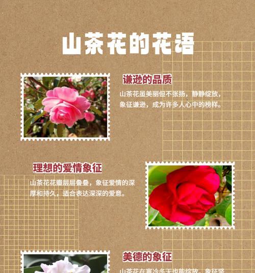 白色花的寓意含义是什么？象征着什么？