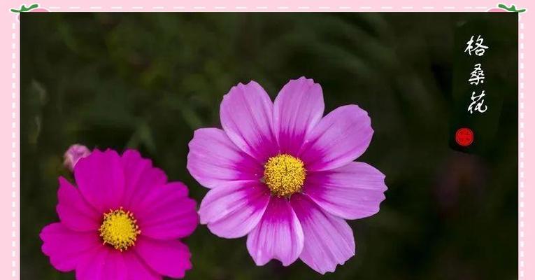 七月哪些花象征爱情？如何挑选？