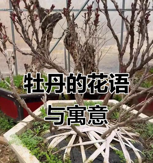 哪种花象征富贵安逸和健康？富贵安逸健康的花语是什么？