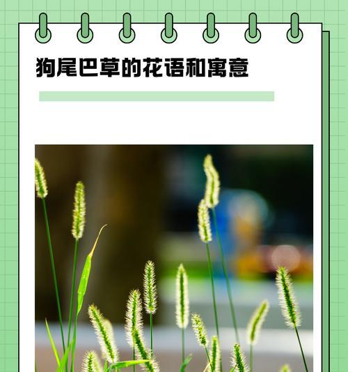 哪五种花象征爱情？各自的花语有何不同？