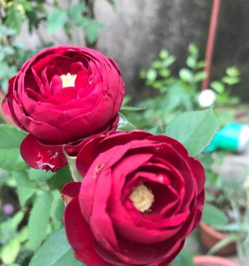 红色月季花代表什么意义？