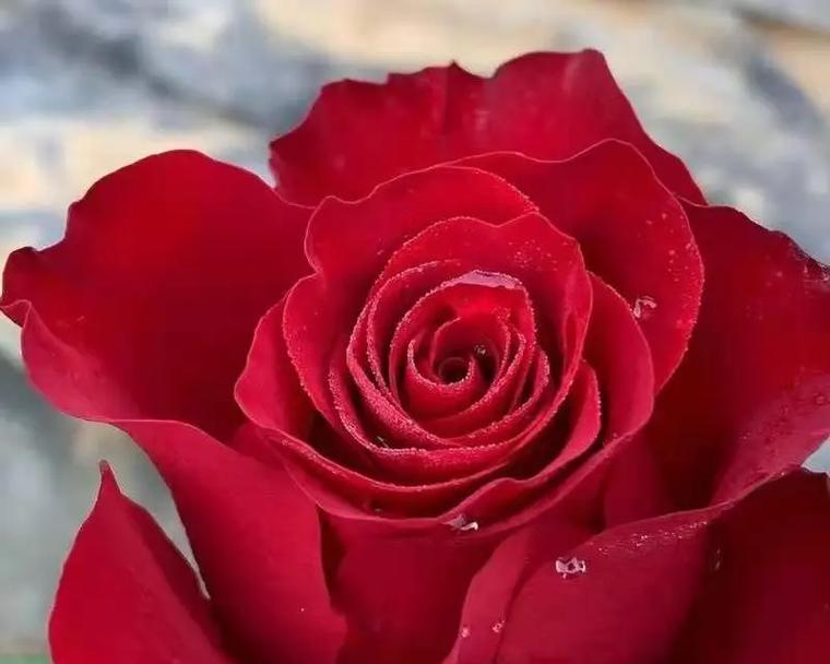 红色月季花代表什么意义？