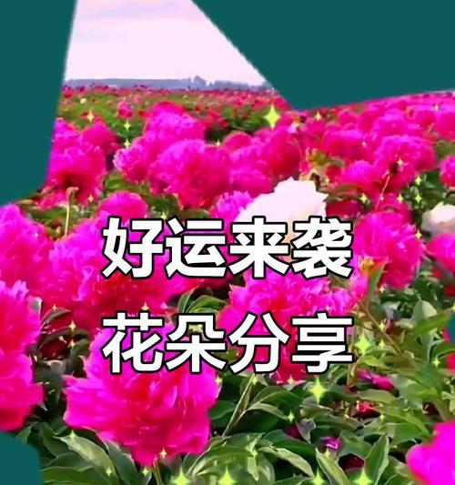哪种花寓意好运和富贵？好运富贵的花有哪些？