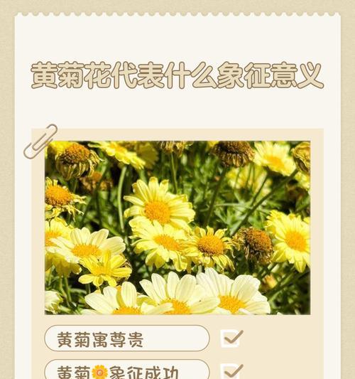 黄色与白色花共同代表什么寓意？
