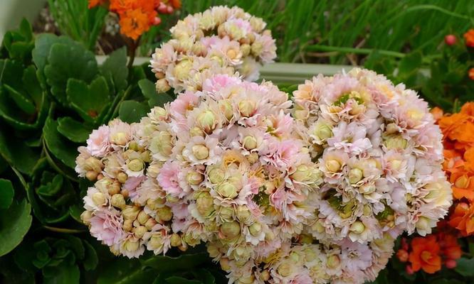 头顶插上吉祥花的寓意是什么？吉祥花有哪些种类？