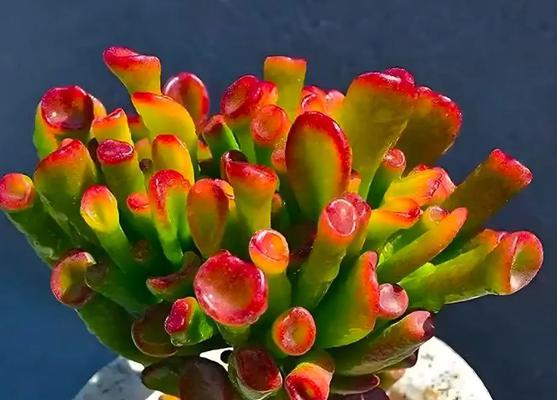 头顶插上吉祥花的寓意是什么？吉祥花有哪些种类？