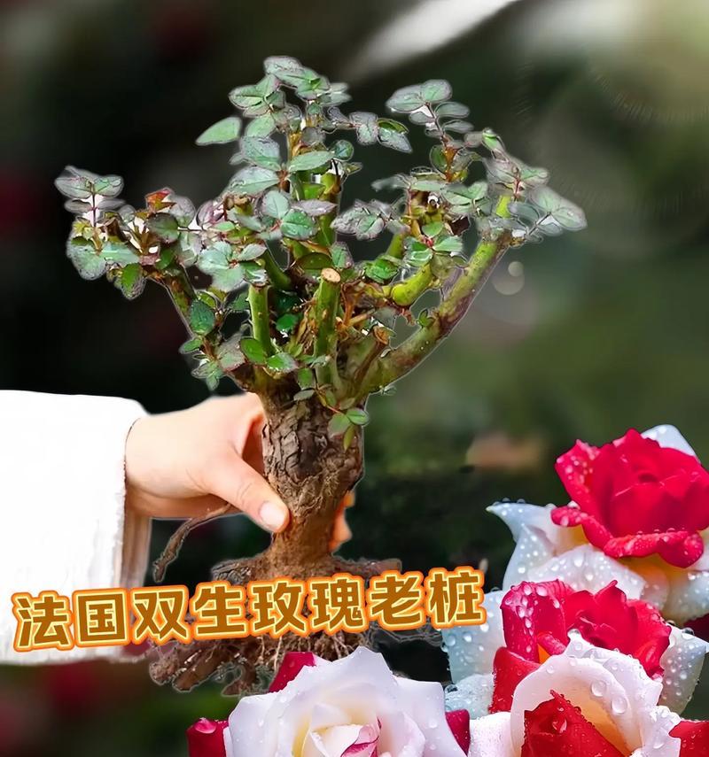 三种颜色搭配玫瑰花的寓意是什么？
