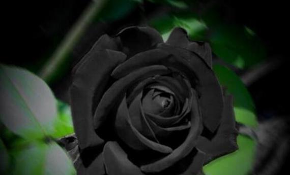 黑色花代表什么寓意和意思？黑色花在花语中有哪些含义？