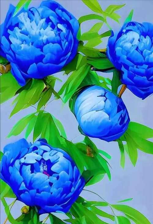 蓝色牡丹花象征着什么？