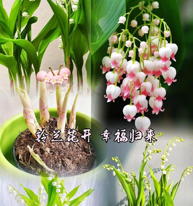 铃兰手捧花代表什么？铃兰手捧花的经典寓意是什么？