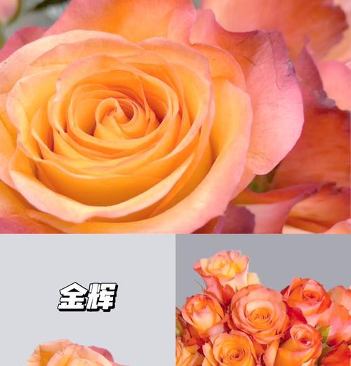 黄色玫瑰花珠子象征着什么？它的花语有哪些？