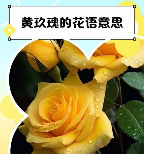 黄色玫瑰花珠子象征着什么？它的花语有哪些？