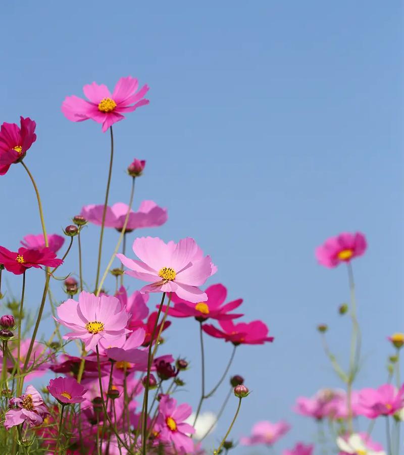 格桑花寓意美好幸福吗？格桑花的花语有哪些？