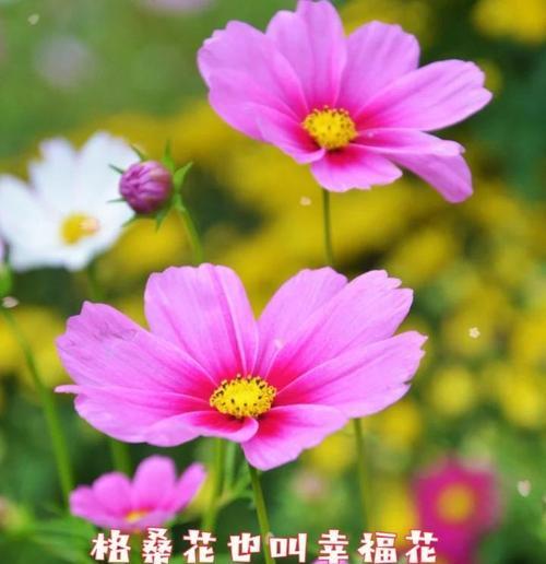 格桑花寓意美好幸福吗？格桑花的花语有哪些？