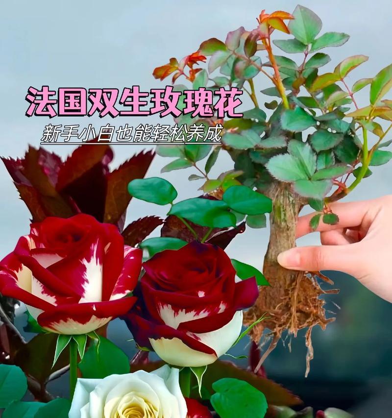 红白玫瑰手捧花代表什么？手捧花的寓意是什么？