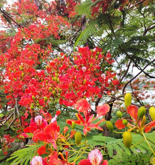 水红色花的寓意是什么？水红色花象征什么？