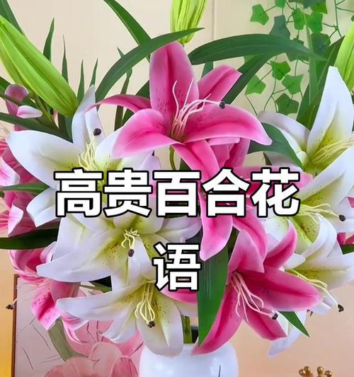 哪些花具有高雅祝福的寓意？高雅祝福花语有哪些？